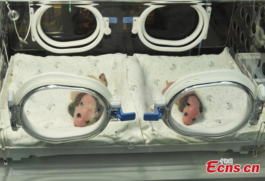 Panda gigante dá à luz gêmeos em Chongqing