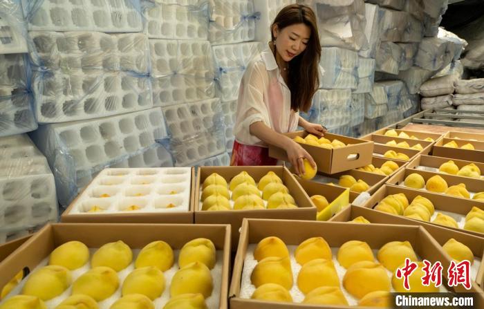 Sichuan inicia temporada de colheita de pêssego amarelo