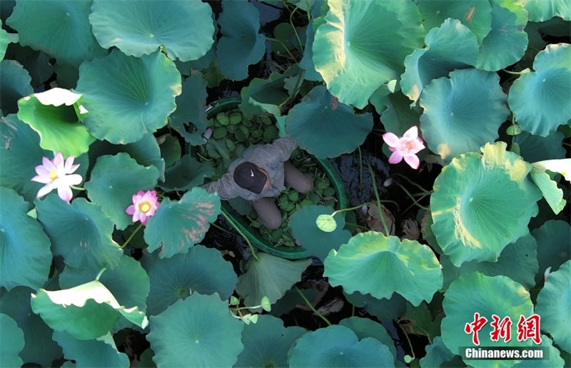 Hangzhou: sementes de lótus no lago Oeste s?o vendidos para caridade