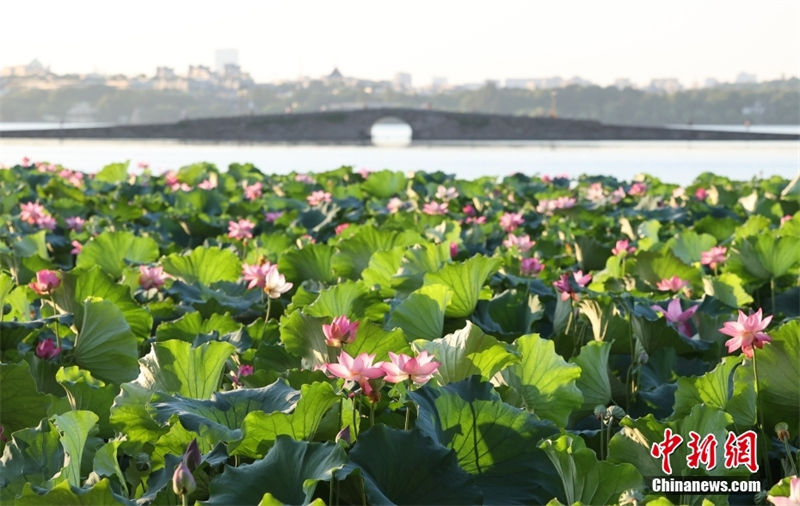 Hangzhou: sementes de lótus no lago Oeste s?o vendidos para caridade