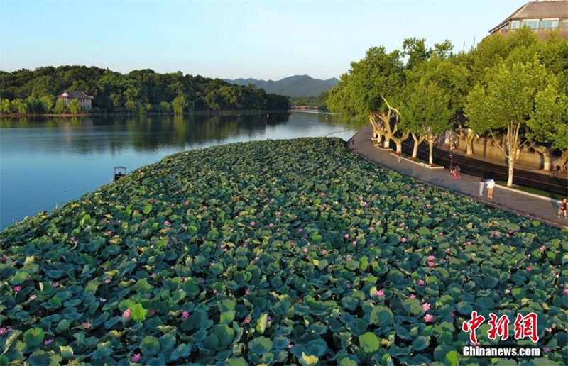 Hangzhou: sementes de lótus no lago Oeste s?o vendidos para caridade