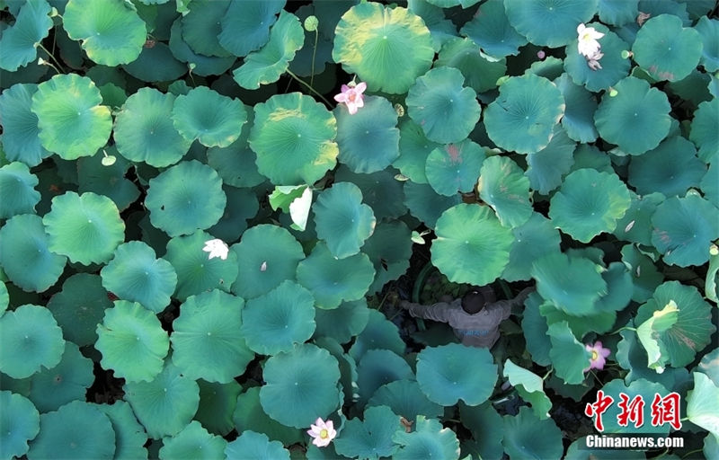 Hangzhou: sementes de lótus no lago Oeste s?o vendidos para caridade