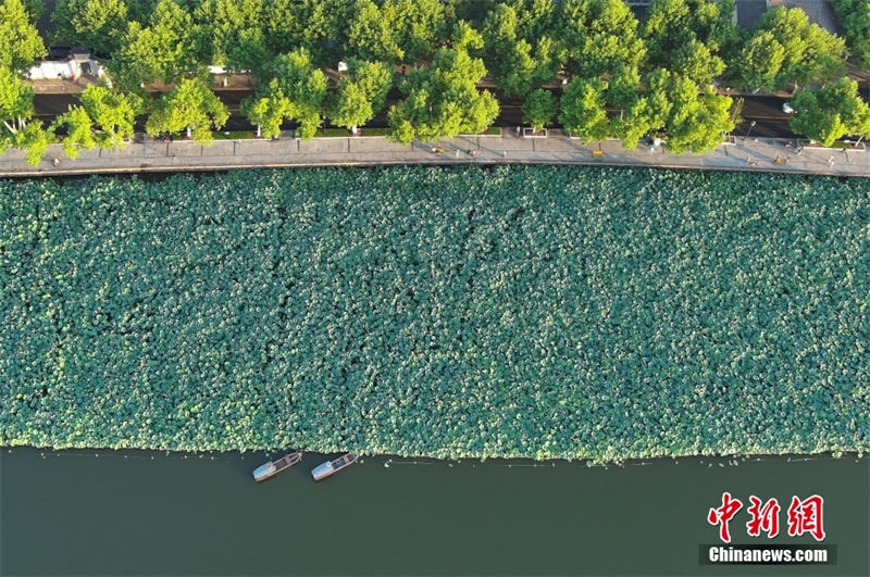 Hangzhou: sementes de lótus no lago Oeste s?o vendidos para caridade