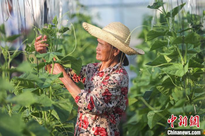 Galeria: milhares de base vegetal de estufa no leste da China