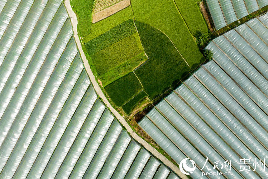 Guizhou inicia temporada de colheita de uvas