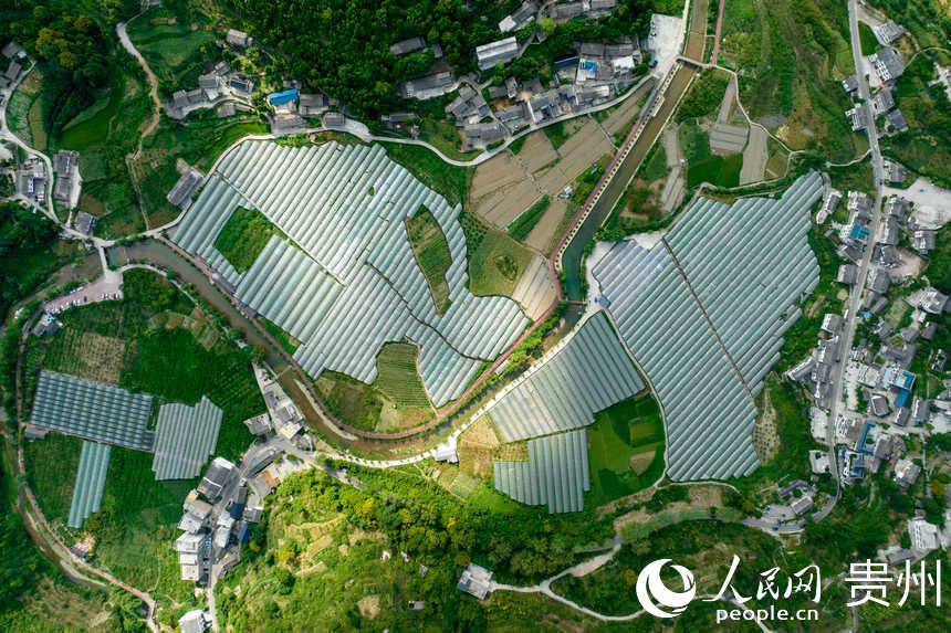 Guizhou inicia temporada de colheita de uvas