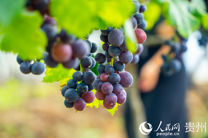 Guizhou inicia temporada de colheita de uvas