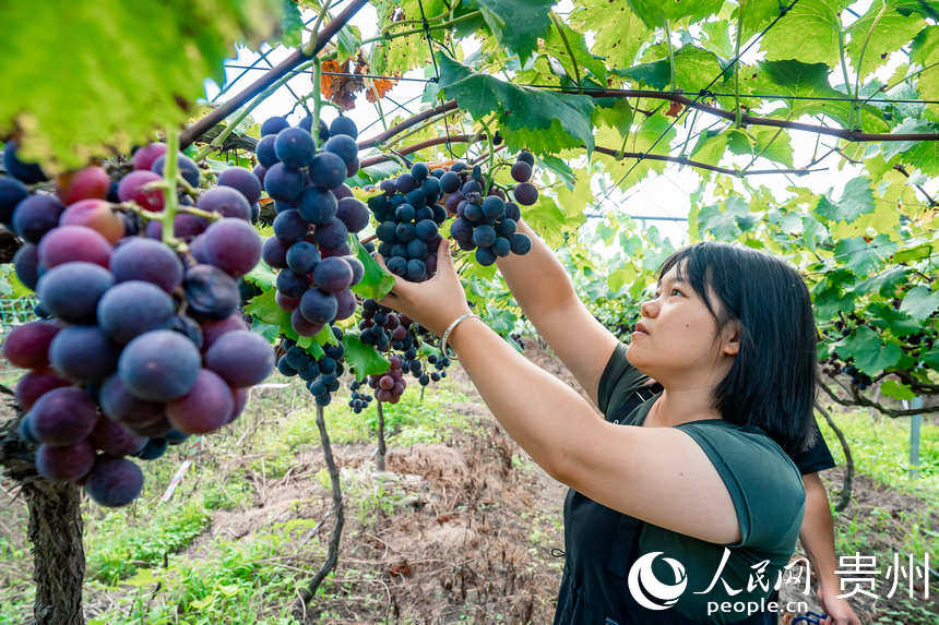 Guizhou inicia temporada de colheita de uvas