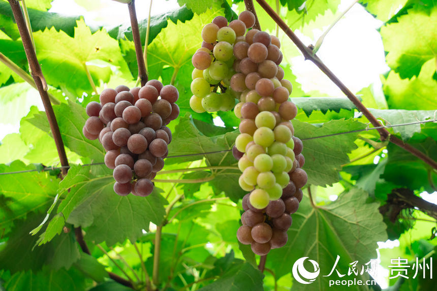 Guizhou inicia temporada de colheita de uvas