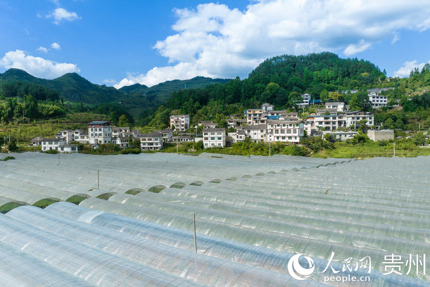 Guizhou inicia temporada de colheita de uvas