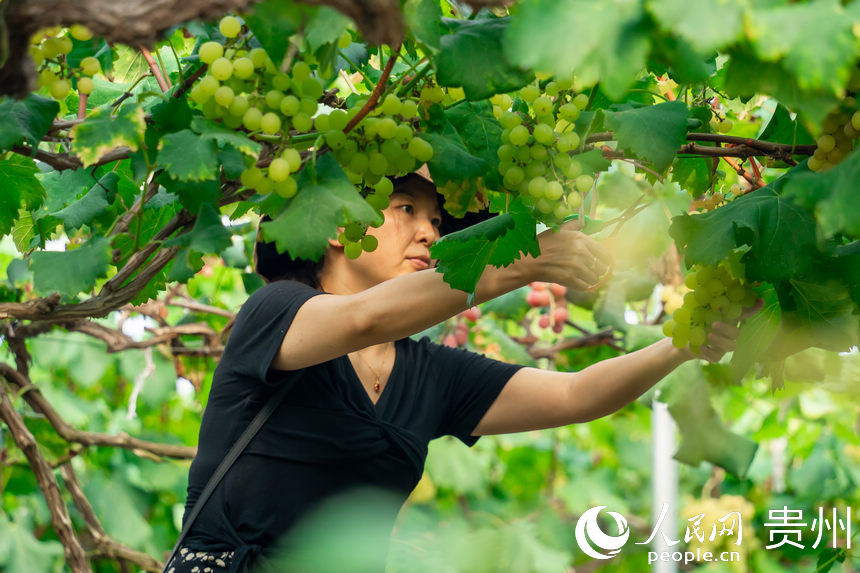 Guizhou inicia temporada de colheita de uvas