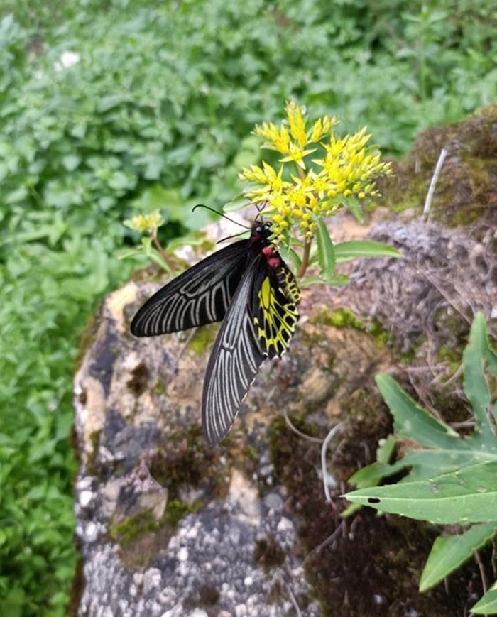 “A borboleta mais bonita do mundo” foi descoberta em Shennongjia, Hubei, centro da China