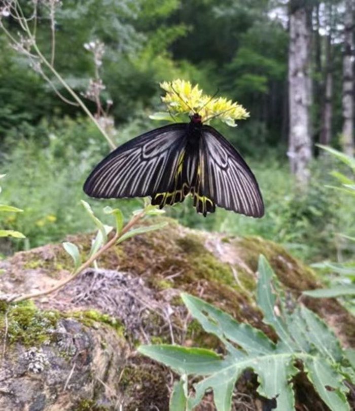 “A borboleta mais bonita do mundo” foi descoberta em Shennongjia, Hubei, centro da China