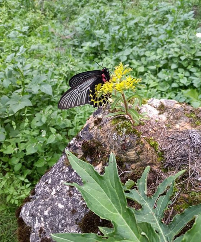 “A borboleta mais bonita do mundo” foi descoberta em Shennongjia, Hubei, centro da China