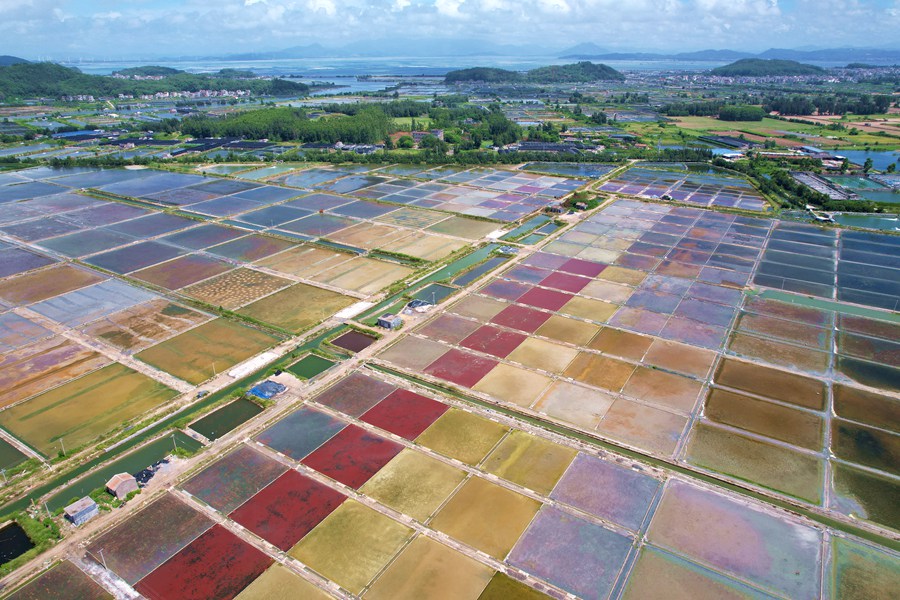 China: campos de sal de Xigang s?o semelhantes à paletas de pintura
