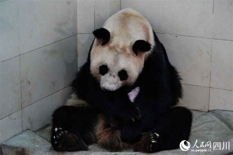 Mais pesada filhote de panda gigante cativo do mundo tem 270,4 gramas