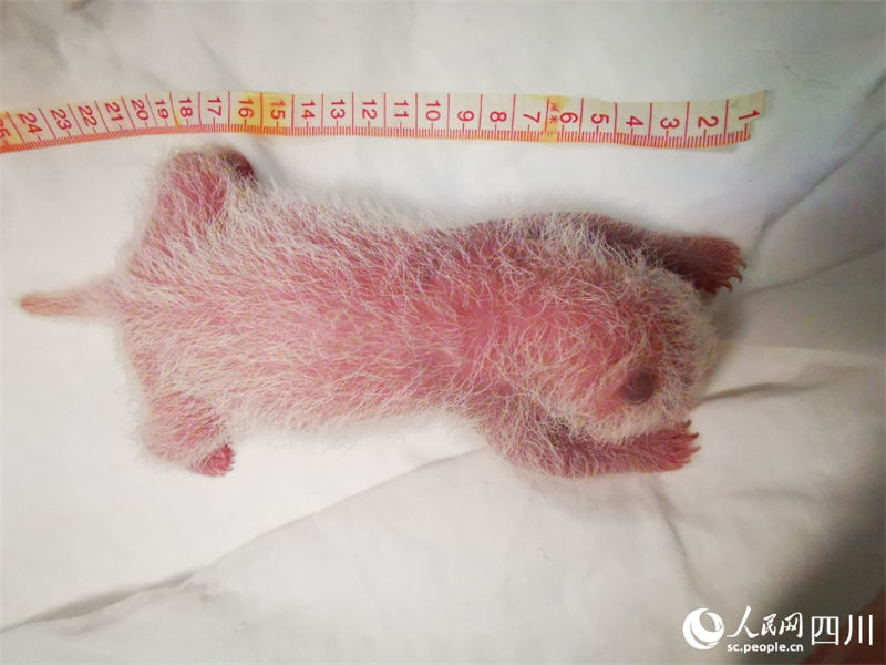 Mais pesada filhote de panda gigante cativo do mundo tem 270,4 gramas