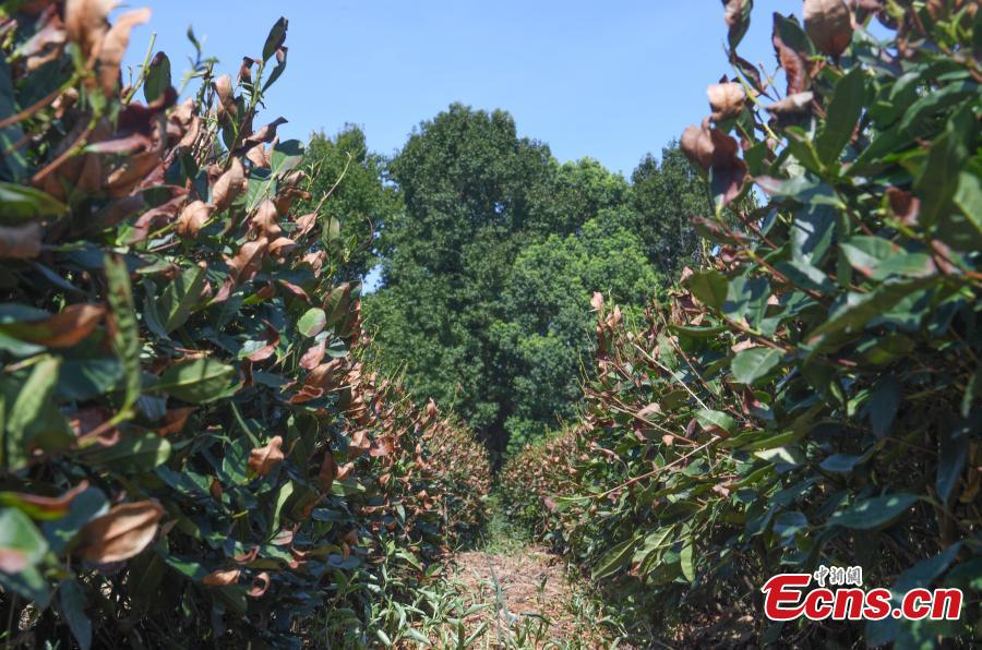 Hangzhou: altas temperaturas secam folhas de chá em planta??es