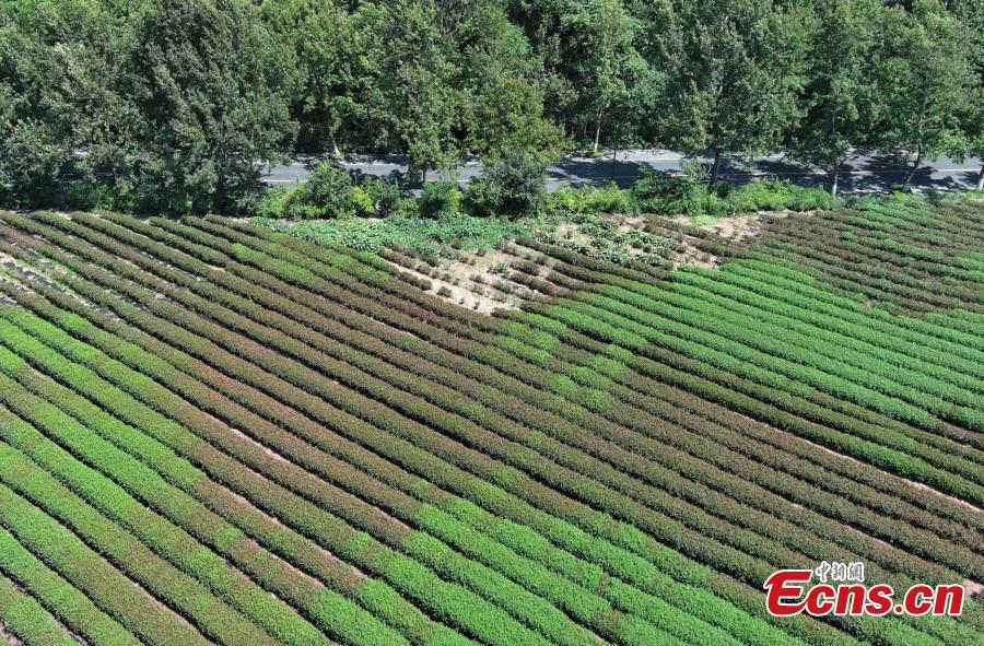 Hangzhou: altas temperaturas secam folhas de chá em planta??es