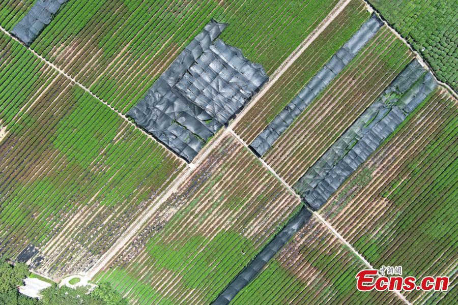 Hangzhou: altas temperaturas secam folhas de chá em planta??es