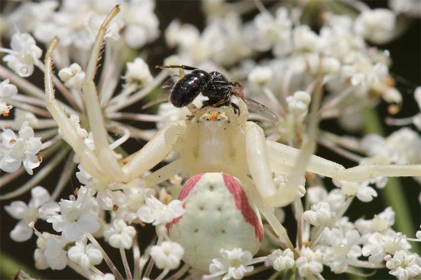 Galeria: aranha-caranguejo verde ca?a vespa com recurso à camuflagem