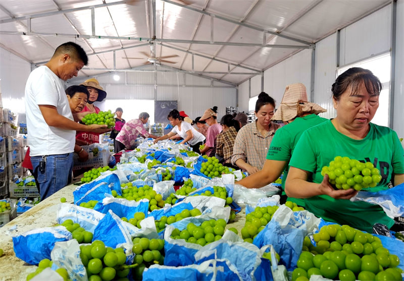 Jiangsu realiza vindimas com sucesso