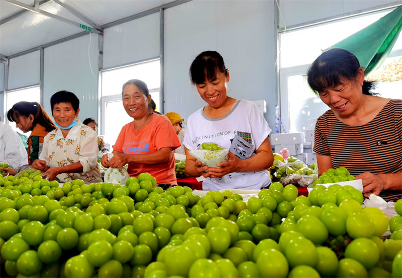Jiangsu realiza vindimas com sucesso