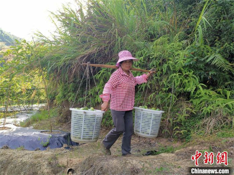 Fujian inicia temporada de colheita de maracujá