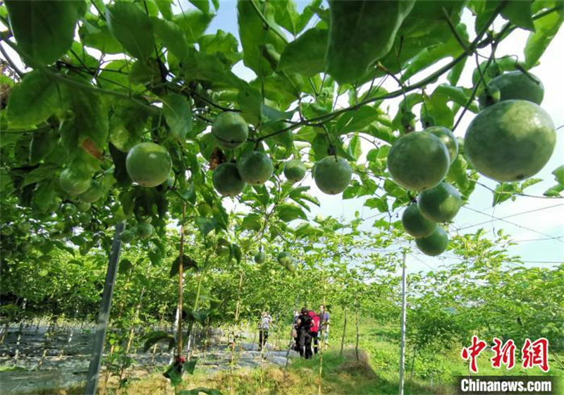 Fujian inicia temporada de colheita de maracujá