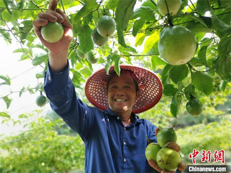 Fujian inicia temporada de colheita de maracujá