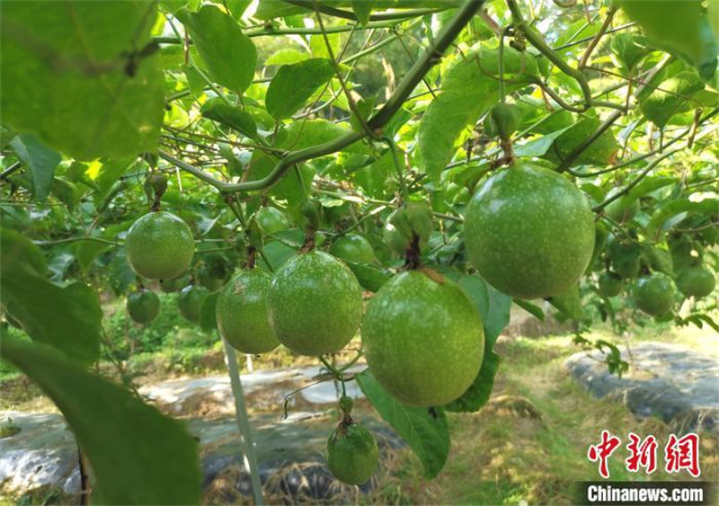 Fujian inicia temporada de colheita de maracujá