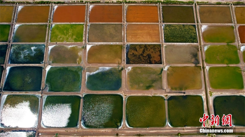 Galeria: campos de sal coloridos no leste da China