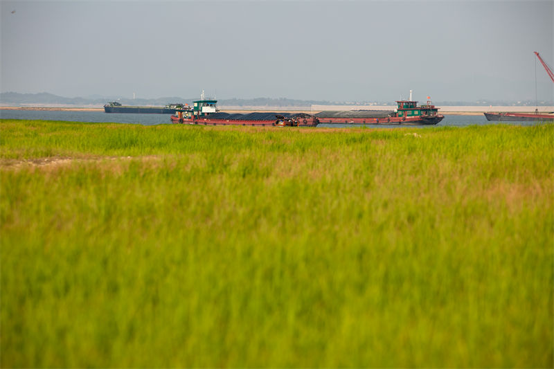 Jiangxi: grave seca no lago Poyang destrói sua fauna e flora