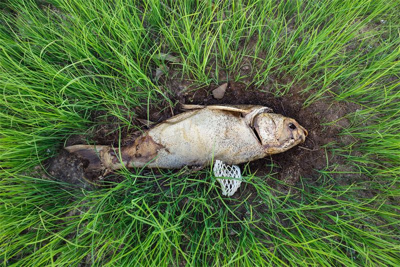 Jiangxi: grave seca no lago Poyang destrói sua fauna e flora