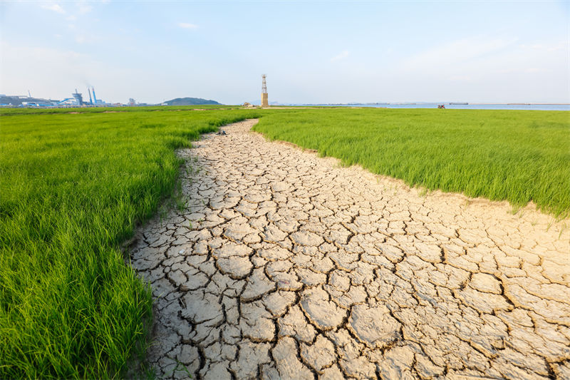 Jiangxi: grave seca no lago Poyang destrói sua fauna e flora
