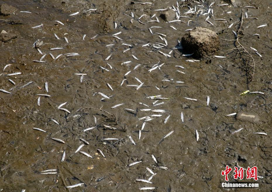 EUA: incontáveis peixes mortos surgem em várias áreas da Baía de S?o Francisco