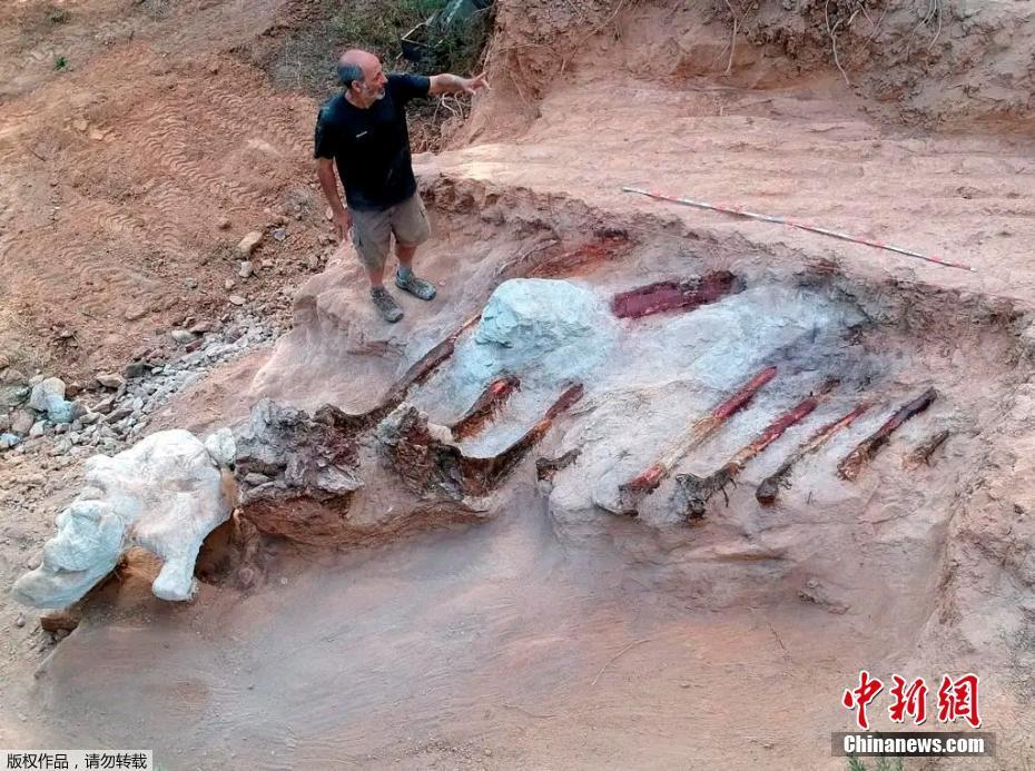 Fósseis de dinossauros gigantes s?o encontrados em Portugal