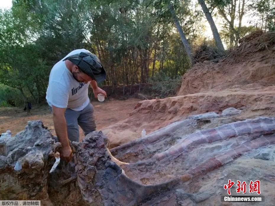 Fósseis de dinossauros gigantes s?o encontrados em Portugal