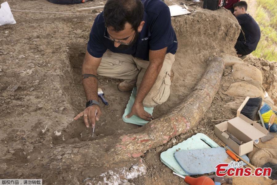 Presa de elefante gigante de 500.000 anos é descoberta em Israel