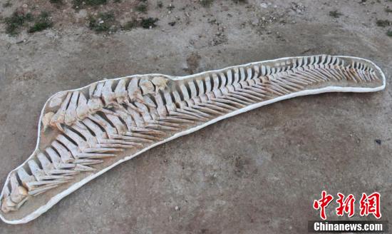 Marrocos: fóssil de cangosauro gigante com 66 milh?es de anos é encontrado 