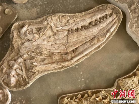 Marrocos: fóssil de cangosauro gigante com 66 milh?es de anos é encontrado 