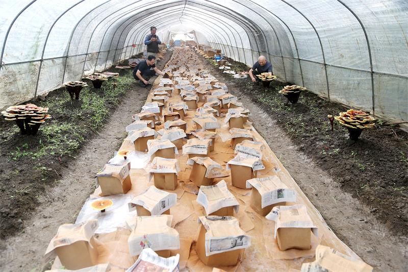 Jiangsu: “Lingzhi” auxilia no aumento da renda dos agricultores locais