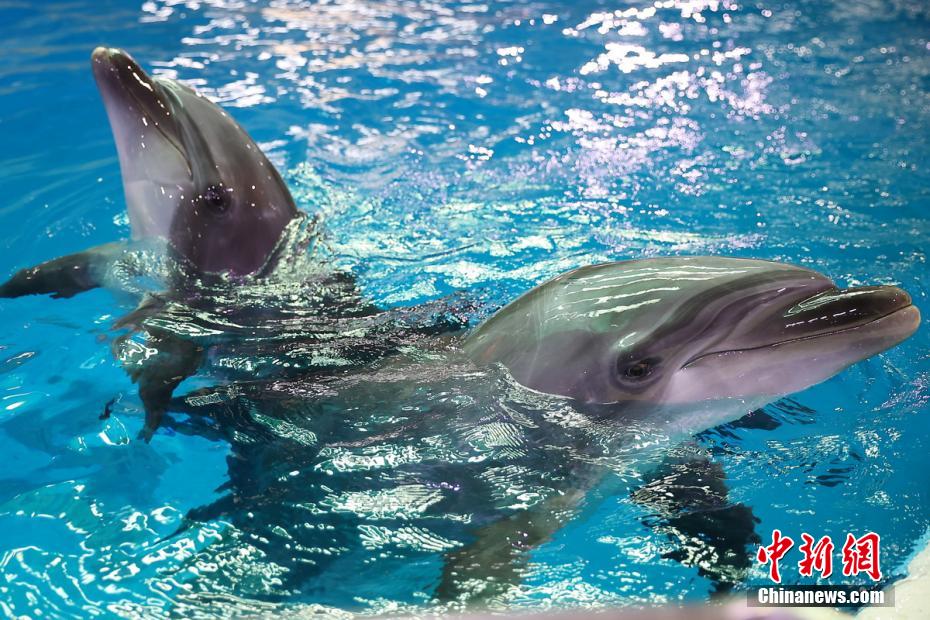 Nanjing: mundo subaquático lan?a uma série de atividades da ciência popular