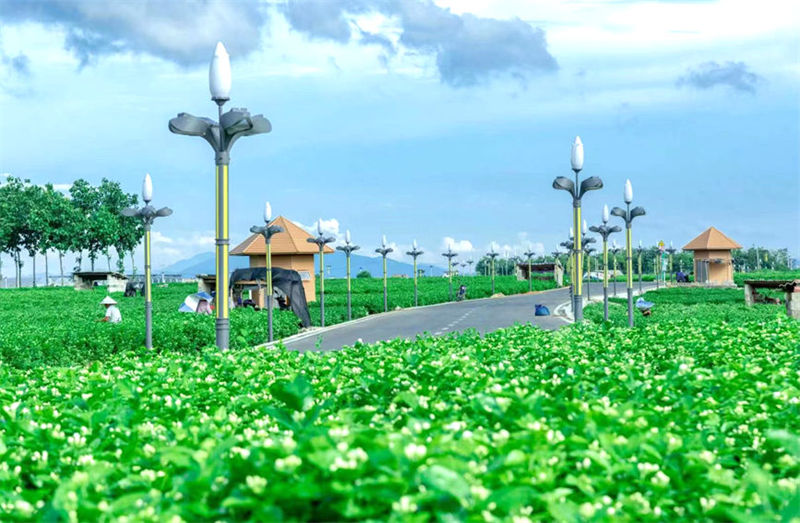 Cidade chinesa de Hengzhou é famosa pelas flores de jasmim