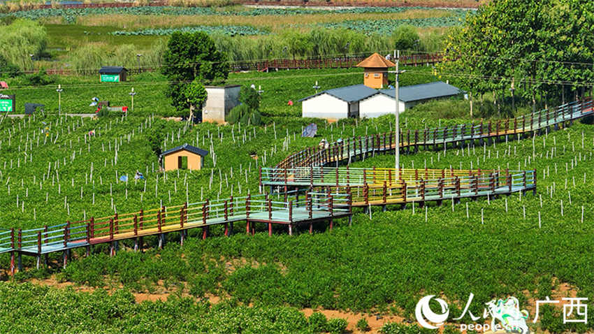 Galeria: Jardim de Jasmim Chinês de Hengzhou, Guangxi