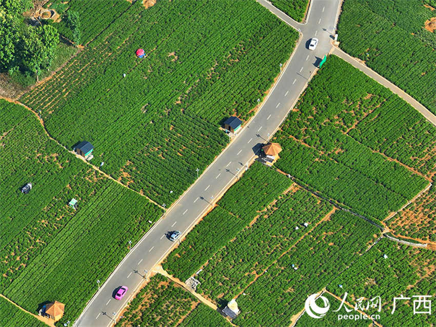 Galeria: Jardim de Jasmim Chinês de Hengzhou, Guangxi
