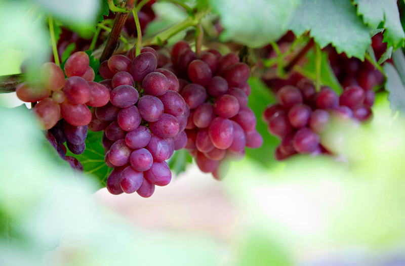 Guangxi: indústrias especiais promovem revitaliza??o rural