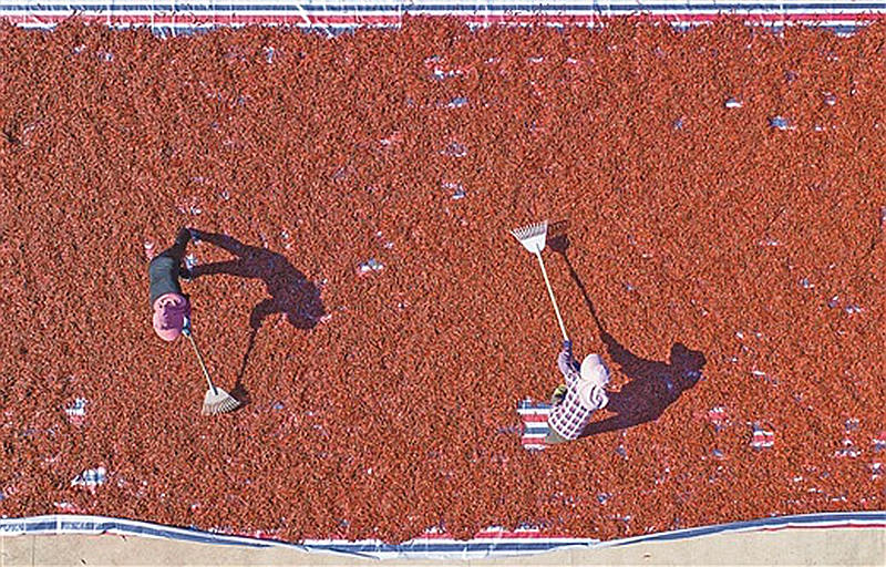 Guangxi: indústrias especiais promovem revitaliza??o rural