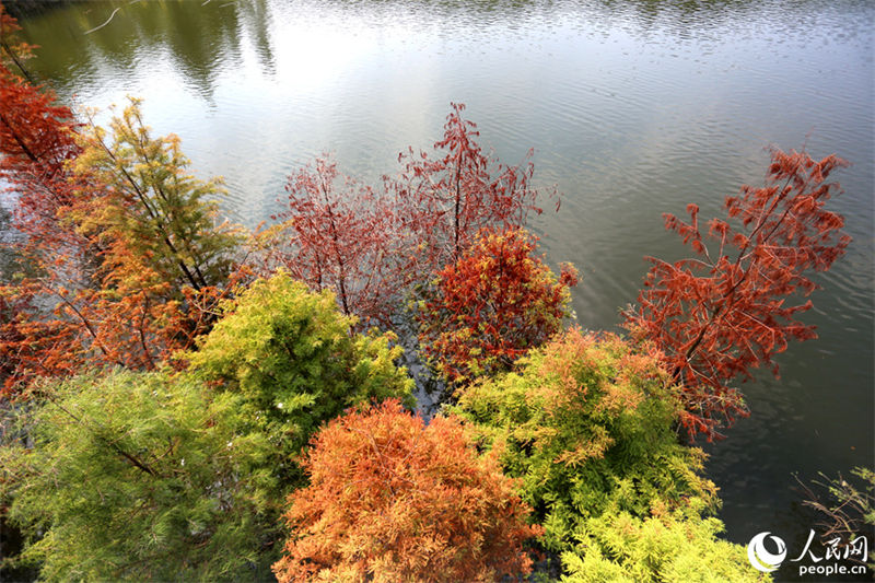 Xiamen: corredor circular da montanha Oriental se veste “trajes de outono”