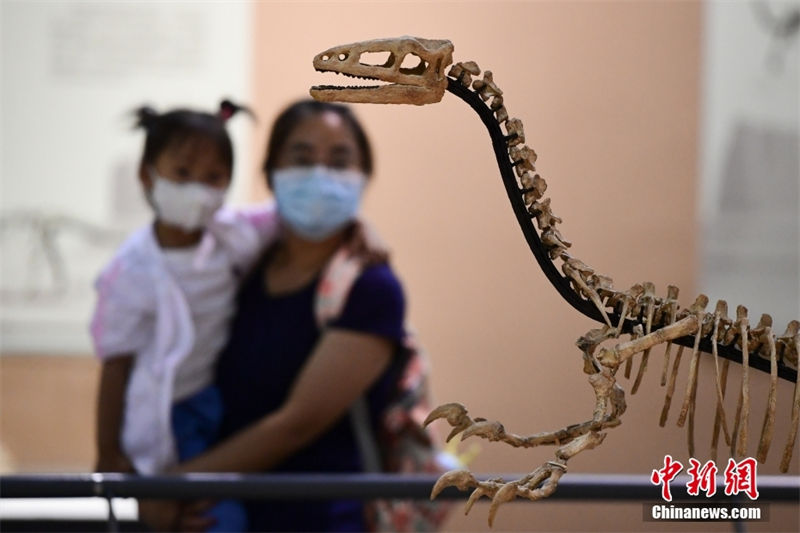 Exposi??o de dinossauros cretáceos é realizada no Museu de História Natural de Beijing